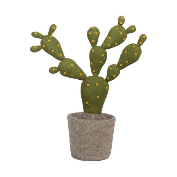 Plant Cactus