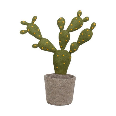 Plant Cactus